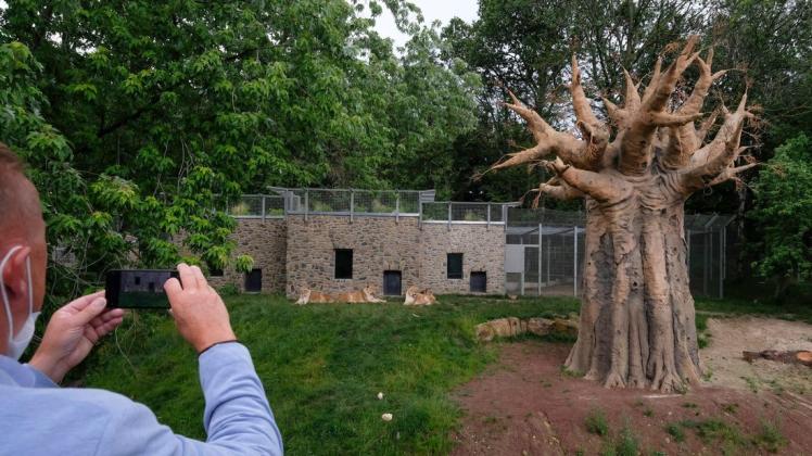 Ist jetzt auch offiziell eröffnet: die neue Löwenanlage im Osnabrücker Zoo.
