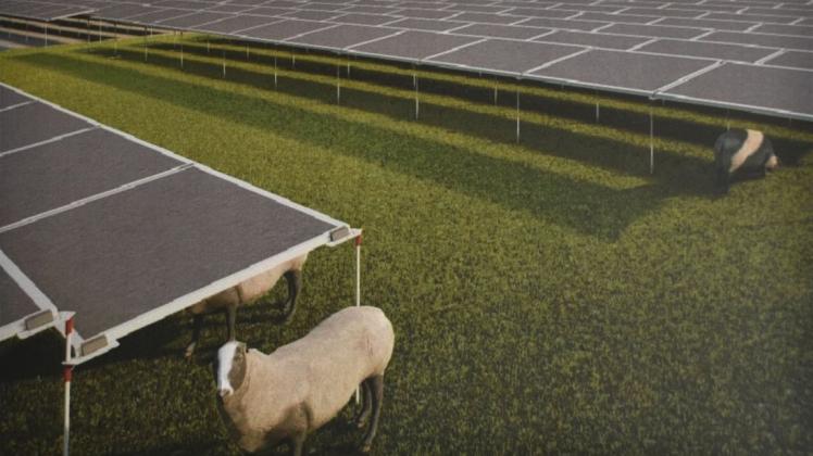 Der geplante „Solarpark Amt Neuhaus“, so wie der Investor ihn sich vorstellt. Mit alten Haustierrassen, die dort gehalten werden. Die ersten Beschlüsse der Gemeinde zu dem Projekt werden allerdings nun von der Kommunalaufsicht überprüft.