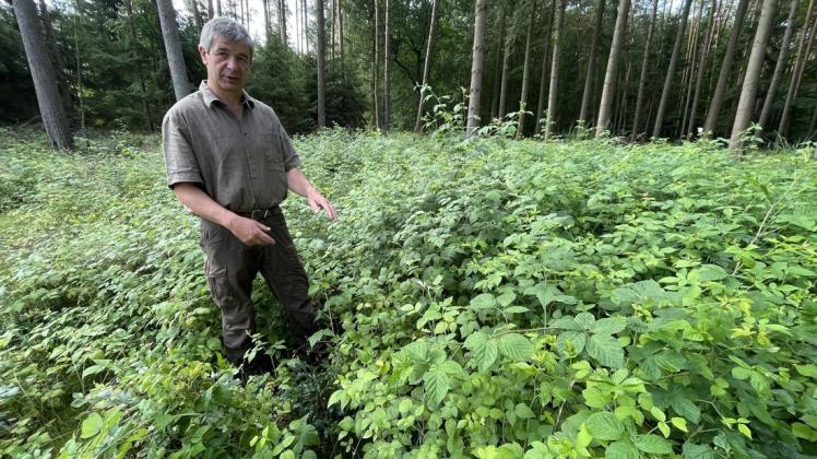 Mehr als hüfthoch stehen die Him- und Brombeeren über den kleinen Buchen. Das ist nicht gut für die Neuanpflanzung, sagt Forstamtsleiter Ingo Nadler.