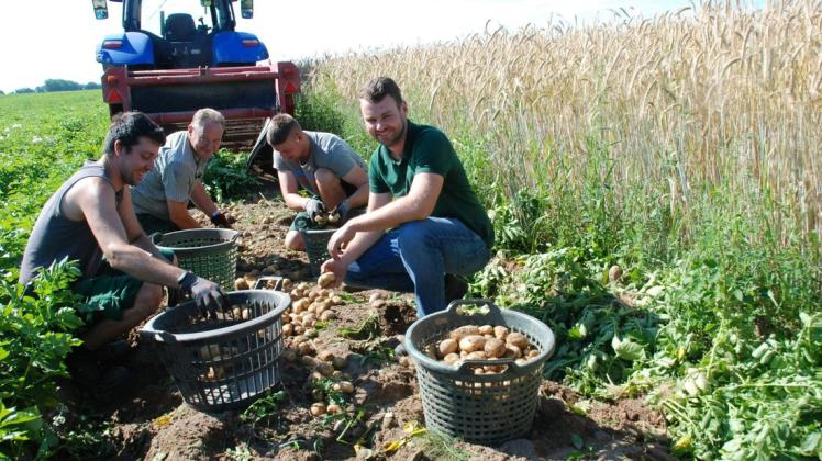 Benjamin Fenske, Volker Gerloff, Maximilian Janenz und der Leiter der Abteilung Pflanzenanbau von der Agrargenossenschaft Quitzow eG sammeln die Frühkartoffeln in diesen Wochen mit der Hand ein.