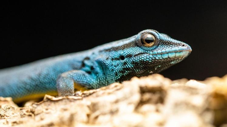 Blau gefärbt sind bei den Himmelblauen Zwergtaggeckos die Männchen, die Weibchen haben eine grüne Farbe.