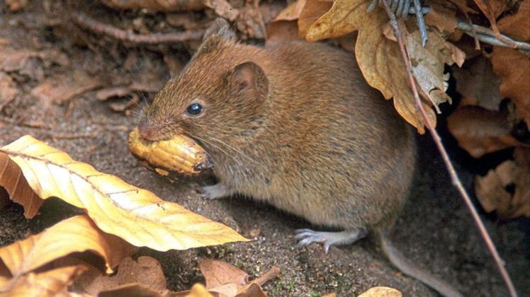 Bestimmte Mäusearten gelten als Haupt-Überträger von Hantaviren. Foto: dpa Bestimmte Mäusearten gelten als Haupt-Überträger von Hantaviren. Foto: dpa