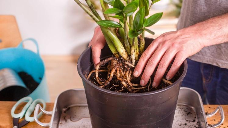 Mit den richtigen Handgriffen und Tricks bleiben Ihre Pflanzen und Sträucher frei von Schädlingen.
