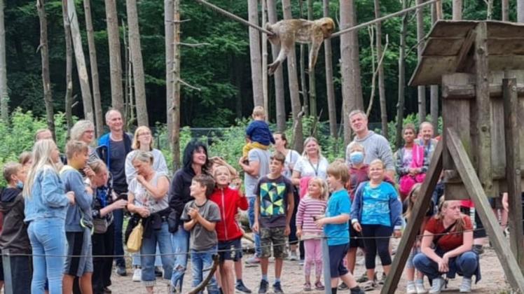 Ein Spaß für die kleinen und großen Besucher im Affenwald Malchow. Auch für die vom Kinder-Camp aus Bützow. Ein Spaß für die kleinen und großen Besucher im Affenwald Malchow. Auch für die vom Kinder-Camp aus Bützow.