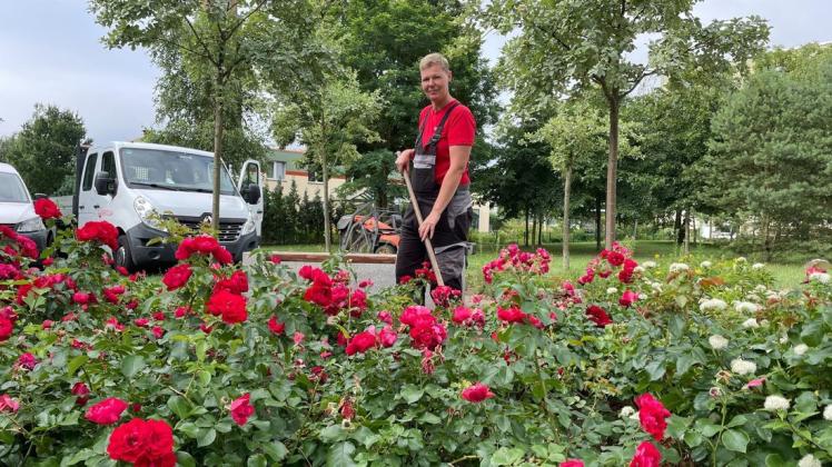 Pflegt die Rosenbeete in Parchims Grüner Mitte: Sabrina Krüger von der Firma Veolia Gebäudeservice Deutschland.