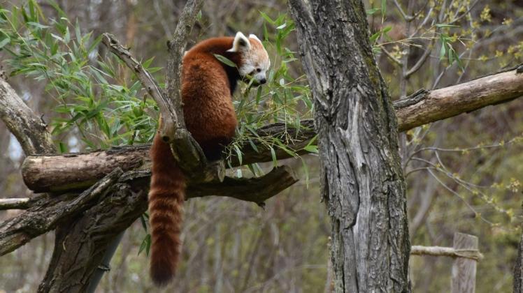 Beim Zoo-Besuch am Freitag können die Gäste auch einen Blick auf Polly erhaschen. Das Rote-Panda-Weibchen macht es sich gern in luftiger Höhe gemütlich.