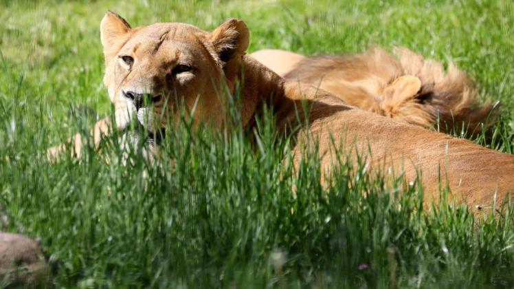 Für die Kinder gibt es im Rostocker Zoo viel zu entdecken, zum Beispiel diese beeindruckenden Löwen.