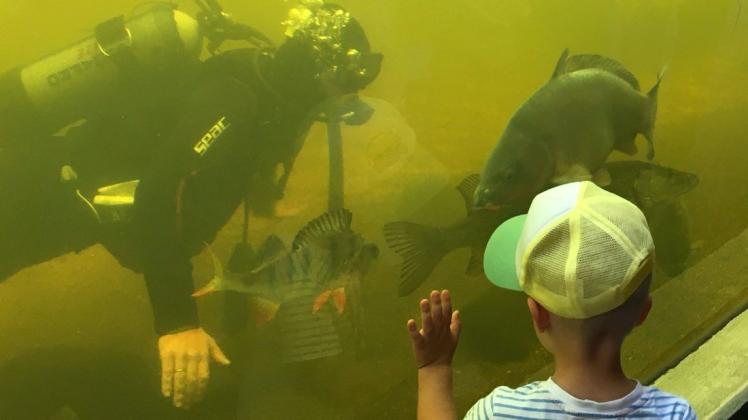 Erlebnis Wildpark MV: mit freiem Eintritt für Kinder nach einer Zeit der Einschränkungen. Erlebnis Wildpark MV: mit freiem Eintritt für Kinder nach einer Zeit der Einschränkungen.