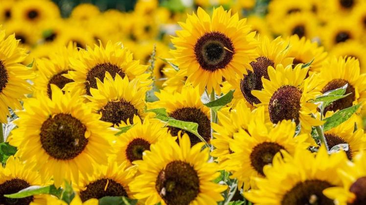 Um Energie zu sparen, wenden Sonneblumen einen besonderen Trick an.