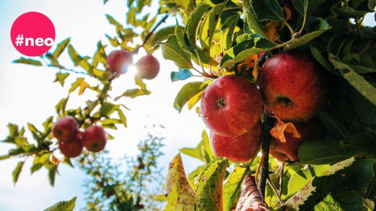 In Schwerin gibt es viele Apfelbäume, an denen du Obst selbst pflücken darfst.