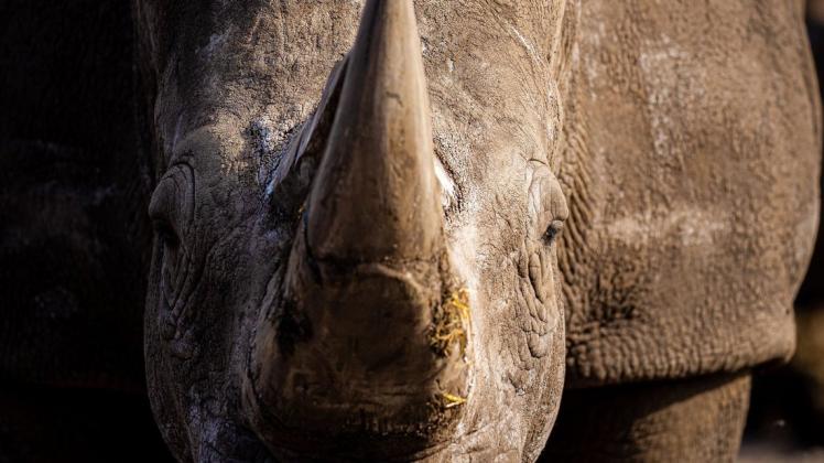 Nashornbulle Kimba muss den Schweriner Zoo verlassen.