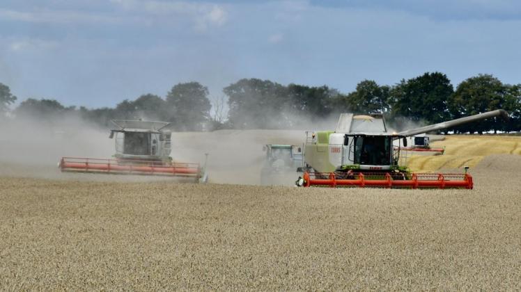 Unter Hochdruck holen die Mitarbeiter der Marktfrucht Lützow den Weizen von einem Feld bei Pokrent.