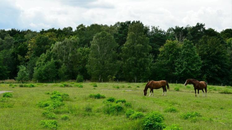 Ein Teil der ehemaligen Pelztierfarm Appelburg wird landwirtschaftlich genutzt. Hier sollen Häuser, aber auch viele Grünflächen entstehen. Große Bäume bleiben erhalten, heißt es vom Planer.