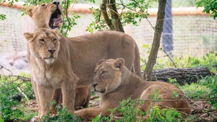 Löwen-Damen unter sich: die Schwestern Rubi, Heidi und Indi sind aus dem Londoner Zoo nach Schwerin gekommen.
