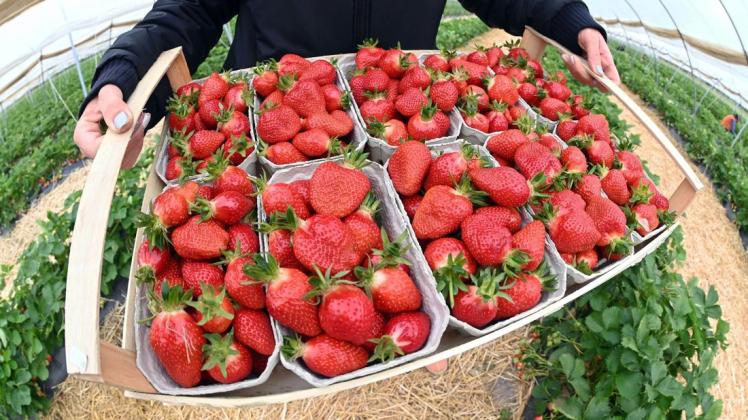 Im Botanischen Garten der Uni Rostock wird ein die Erdbeere gefeiert.