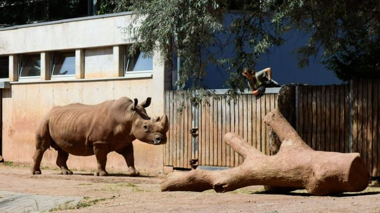 Nashorn-Bulle Dino aus dem Thüringer Zoopark Erfurt wurde vom Europäischen Erhaltungszuchtprogramm als passender Partner für die Schweriner Nashorn-Damen Clara und Karen ausgewählt.