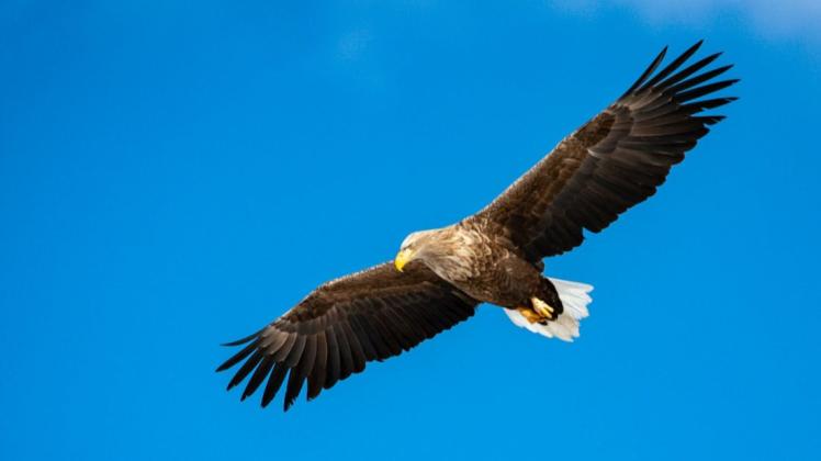 Ein Seeadler kreist über das Schaalsee-Ufer.