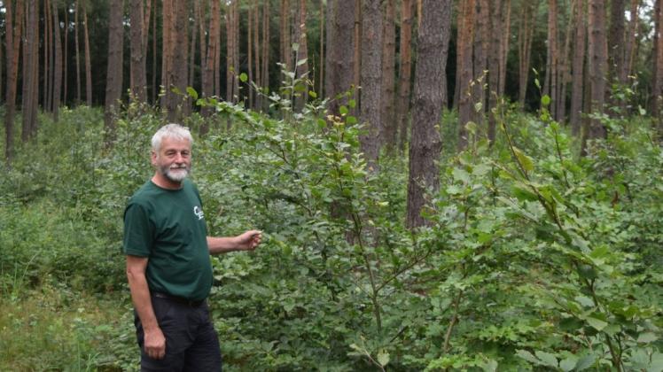 Warins Stadtförster Uwe Möller in einer so genannten Ackeraufforstung bei Pennewitt mit sechsjährigem Buchenunterbau unter einer Gemeinen Kiefer-Pflanzung.