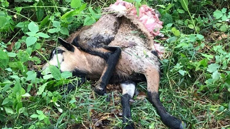Totes Schaf auf einer Weide am Ortsrand von Vielank. War es ein Wolf? Diese Frage ist noch nicht sicher geklärt.