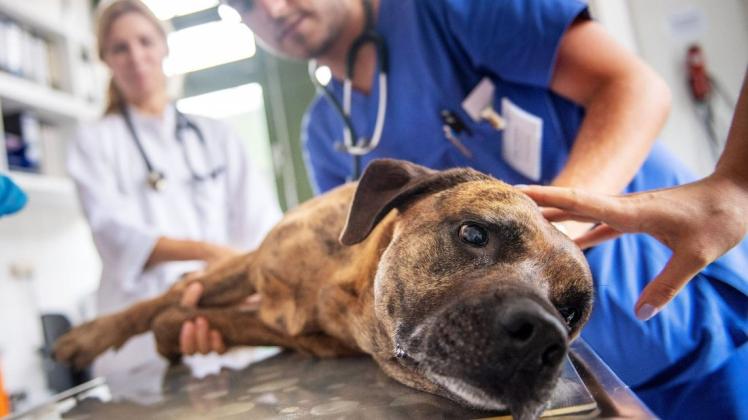 Mit einem weitreichenden Verbot von Medikamenten fürchten Tierärzte auch bei Hund, Katze und Co. um Therapienotstände. Wie das aussehen könnte, beschreiben Ärzte der Schweriner Tierklinik.