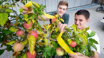 Mit der Aktion Gelbes Band möchte das Land MV auf die Verwertung von  Obst  auf kommunalen Flächen als auch im privaten Bereich aufmerksam machen.  Kennzeichen ist das "Gelbe Band". Paul Krause und Dominique Zapf zeigen, wie es geht.