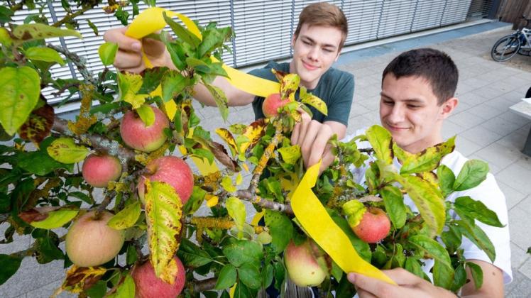Mit der Aktion Gelbes Band möchte das Land MV auf die Verwertung von  Obst  auf kommunalen Flächen als auch im privaten Bereich aufmerksam machen.  Kennzeichen ist das "Gelbe Band". Paul Krause und Dominique Zapf zeigen, wie es geht.