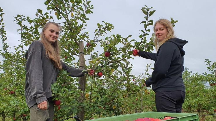 Bis zum Ende eingebunden in die Apfelernte sind Amelie Wolf (l.) und Sophia Marnyuk. Die zwei Magdeburgerinnen absolvierten ein Schulpraktikum bei der Bio-Obst-Büdnerei von Heinz Thümmrich.