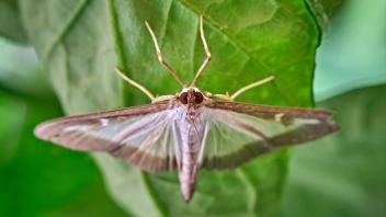 Der Buchsbaumzünsler, eine Schmetterlingsart aus dem asiatischen Raum, ist ein Schädling.