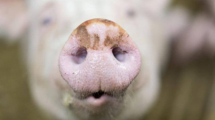 Hat einer der größten Bio-Schweinehalter in Deutschland gegen Bio-Vorgaben verstoßen? Die Ermittlungen dauern an, aber klar scheint zu sein: Kontrollen in der Branche haben versagt.
