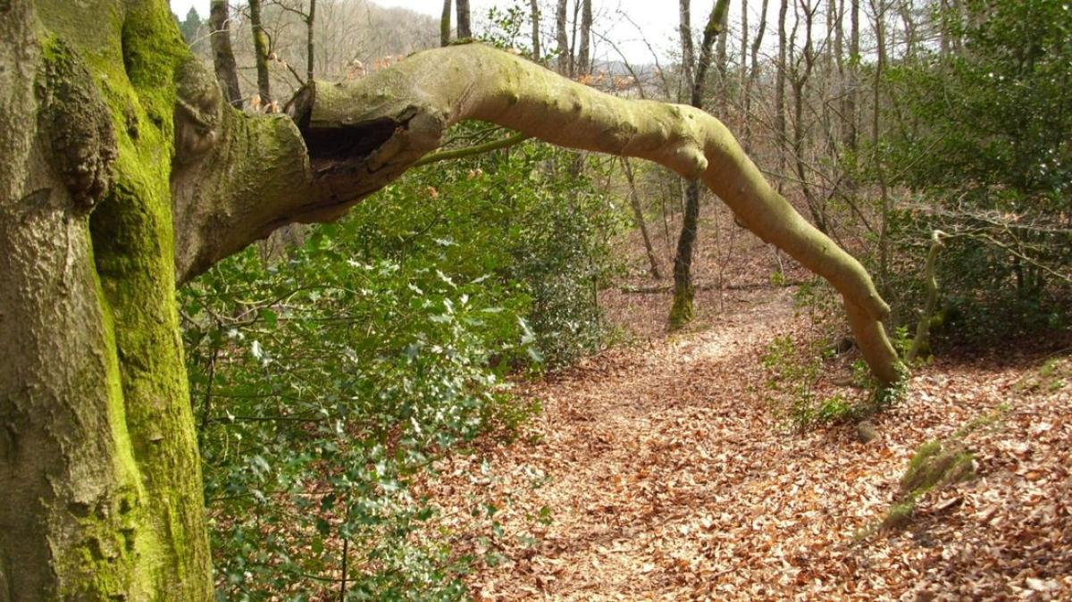 Ein Frster erklrt, was im Wald erlaubt und was verboten ist