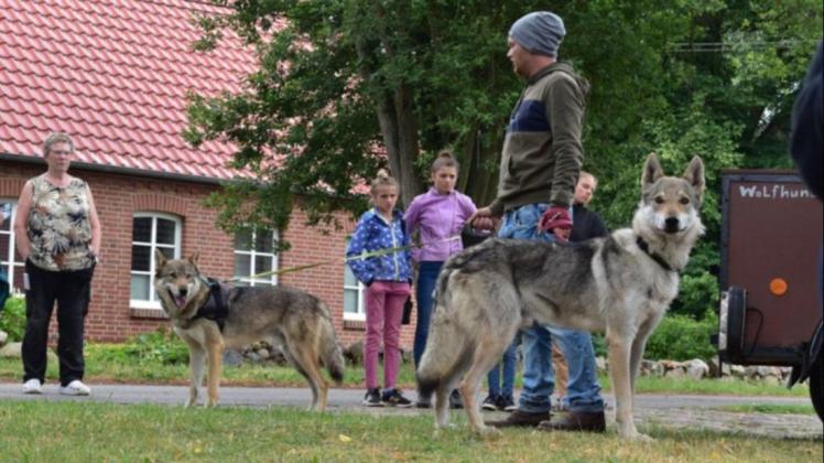 Thomas Frost aus Mestlin bietet Wanderungen mit Wolfshunden als Begleiter an.