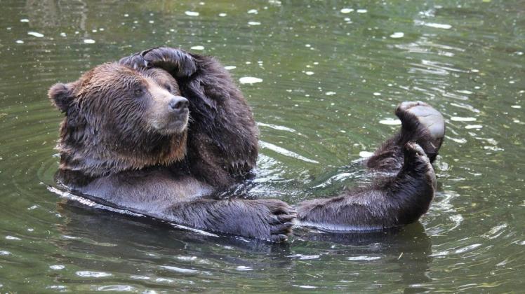Ein Besuch im Wildpark MV in Güstrow ist nur eine Möglichkeit, was in den Herbstferien unternommen werden könnte. Hautnah können hier die Braunbären begutachtet werden.