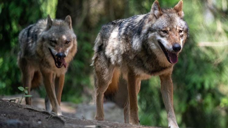 Wölfe haben in Deutschland nicht nur Freunde. Zwei tote Jungtiere bei Boizenburg belegen das.