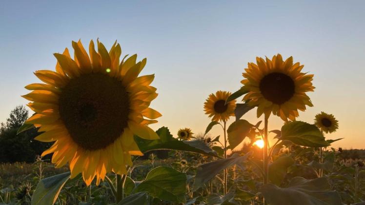 Sonnenuntergang an einem Sonnenblumenfeld bei Barmstedt: Besonders zu September-Beginn zeigte sich der Spätsommer von seiner schönsten Seite.
