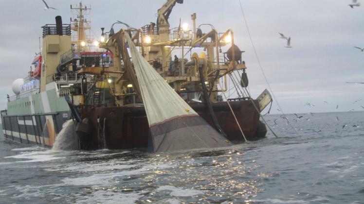 Hochseefischer bei der Arbeit: Der Rostocker Fischtrawler „ROS 785 Helen Mary“ beim Sardinenfang.