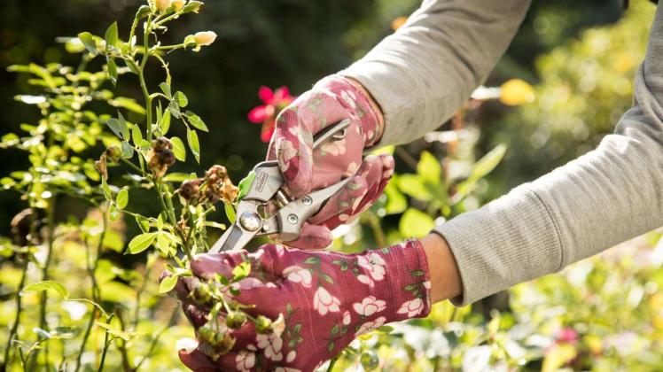 Wer auch im kommenden Frühjahr seine Rose im Garten blühen sehen will, sollte im Herbst noch einmal Hand anlegen. Wer auch im kommenden Frühjahr seine Rose im Garten blühen sehen will, sollte im Herbst noch einmal Hand anlegen.
