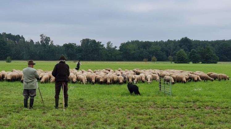 Beim Freundschaftshüten muss eine Schafherde über einen Parcours geführt werden