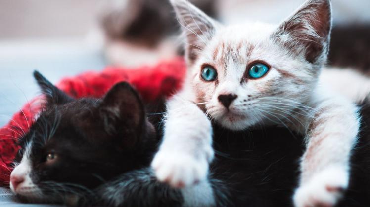 Impfungen gegen Katzenschnupfen und Katzensuche  schützen insbesondere Jungtiere, werden aber auch für ältere Katzen empfohlen.