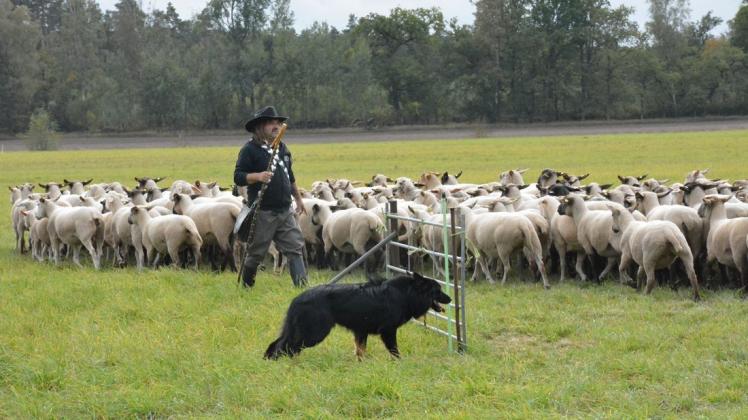 Mithilfe seiner Hütehunde hat Schäfer Mario Reinhäkel alle Schafe über die simulierte Brücke gebracht.