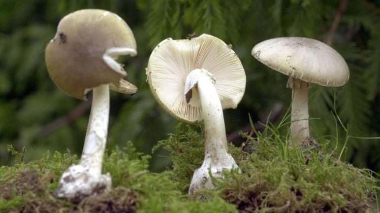 Der Grüne Knollenblätterpilz gehört zu den giftigsten einheimischen Pilzarten
