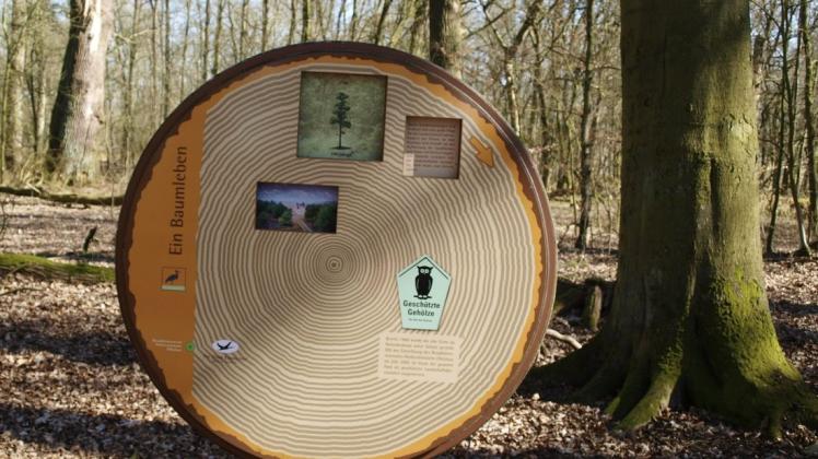 Über das geheimnisvolle Zusammenleben der Bäume berichtet der Spaziergang mit Sabine Wittkopf durch den Schlosswald in Preten