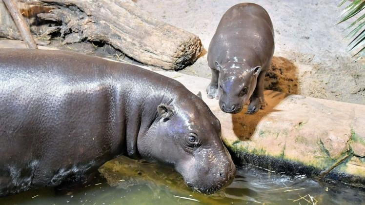2015 sind zwei Zwergflusspferde, Nimba und Onong, in den Rostocker Zoo gezogen. Im Oktober 2020 bekamen sie zusammen die kleine Taya.