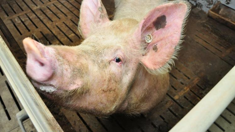 Trübe Aussichten für Schwein und Halter. In so manchem Stall im Schweriner Umland ist es in den vergangenen Monaten und Wochen ruhig geworden.