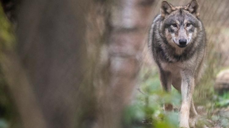 Da die Wolfspopulation in Deutschland jährlich um 30 Prozent anwächst, sieht Landrat Marc-André Burgdorf das Tier nicht mehr als gefährdete Art. (Symbolfoto)