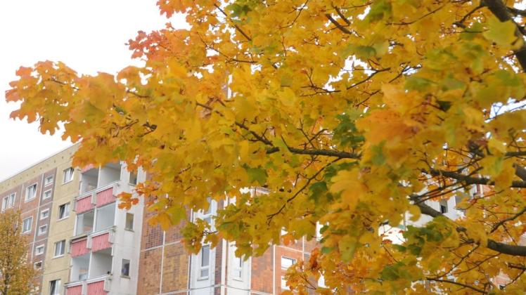 Der Herbst zeigt sich momentan in den buntesten Farben.