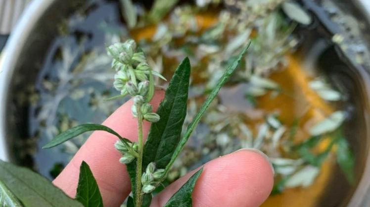 Zwei Workshops zum Thema Pflanzen stehen in der Naturschutzstation am Zippendorfer Strand an. Am 30. Oktober geht es rund um das Thema Farben aus der Natur, am 6. November um selbst gemachten Tee.