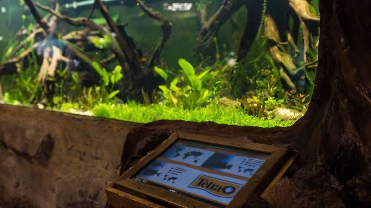 Im Tetra-Aquarium im Osnabrücker Zoo kann man sich jetzt durch Info-Tafeln wischen.