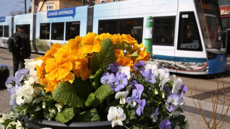 Rostock wird mit der Buga 2025 zur Blumenstadt. Erfurt hat wohl ebenfalls Interesse. Rostock wird mit der Buga 2025 zur Blumenstadt. Erfurt hat wohl ebenfalls Interesse.