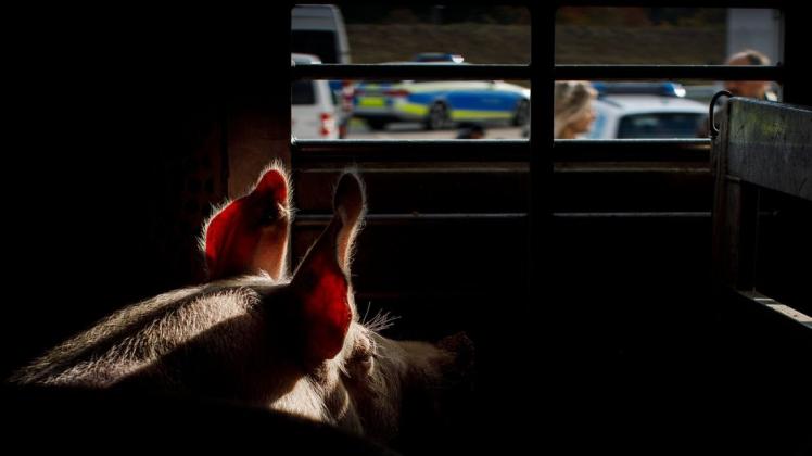 Ein Schwein blickt während der Kontrollaktion an der A33 durch den Schlitz eines Tiertransporters.