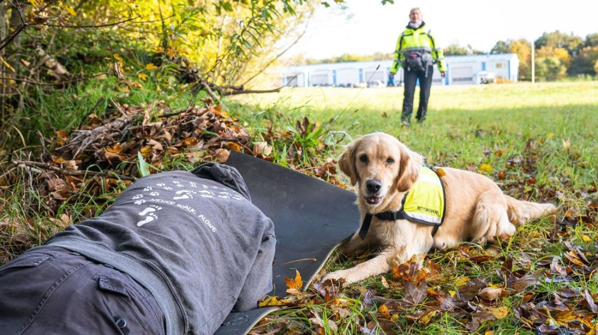 So Wird Mit Rettungshunden Nach Vermissten Gesucht | SHZ